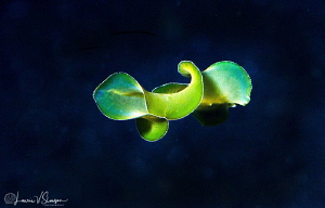 Marine Flatworm/Photographed with a Canon 100 mm macro le... by Laurie Slawson 
